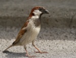 'Swiss' Sparrow